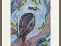 alison kookaburra web