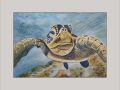 alison simpson turtle web