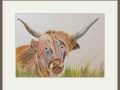 alison.highlan cow web