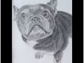 alsison dog sketch web