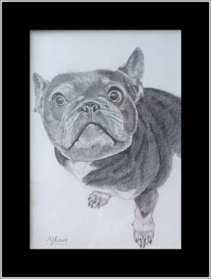 alsison dog sketch web
