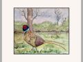 anne colman pheasant