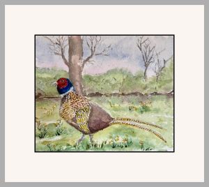 anne colman pheasant