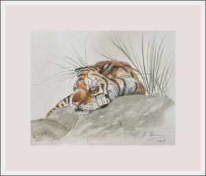 anne colman tiger web