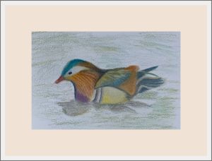 carol mandarin duck web