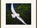 chrissie b barn owl chog
