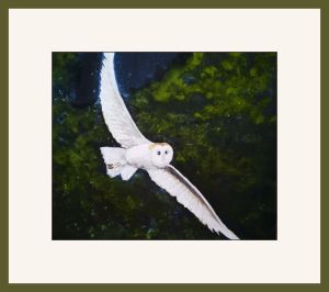 chrissie b barn owl chog