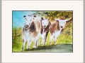 chrissie b cows gordon web