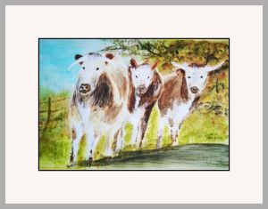 chrissie b cows gordon web