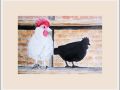 chrissieb chicken coup web