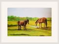 chrissy b exmoor ponies