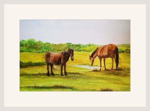chrissy b exmoor ponies
