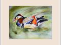 chrissy b mandarin duck web