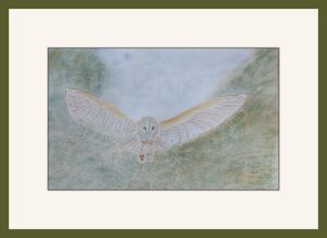 jackie barn owl chog