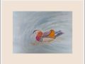 jakie  mandarin duck web