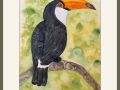 joy sherrif toucan web