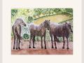 joy sherriff exmoor ponies