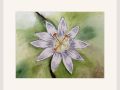 joy sherriff passion flower