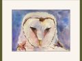 joyce barn owl