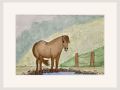 joyce exmoor ponies