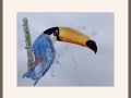 joyce vousden toucan web
