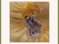 marian bumble  bee and sunflower