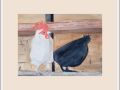 marian chicken coop web