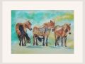 marian exmoor ponies