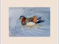 marian mandarin duck web
