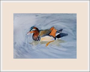 marian mandarin duck web