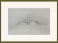 mariann barn owl chog