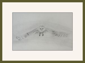 mariann barn owl chog