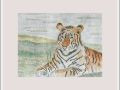 pam alliband india tiger web