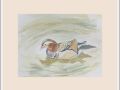 pam mandarin duck web