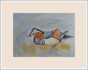 pauline mandarin duck web