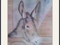 pauline.mali donkey web