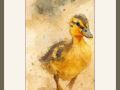 pragati duckings web